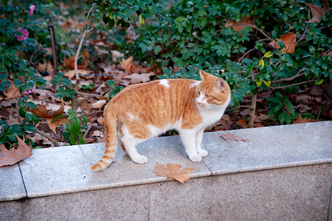 litière pour chats à faible entretien spécialement conçue pour les propriétaires seniors, facile à utiliser et à nettoyer pour un confort optimal.