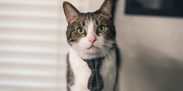 assurance pour animaux séniors offrant une couverture adaptée aux besoins santé de votre compagnon âgé, pour une tranquillité d'esprit optimale.