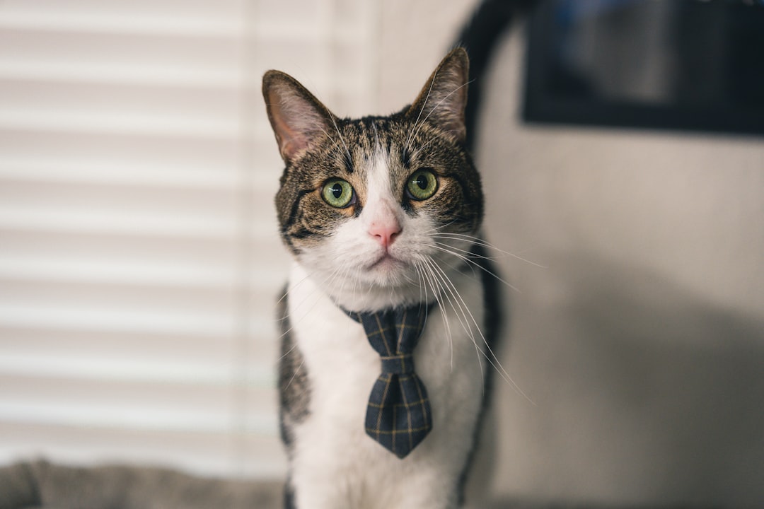 assurance pour animaux séniors offrant une couverture adaptée aux besoins santé de votre compagnon âgé, pour une tranquillité d'esprit optimale.