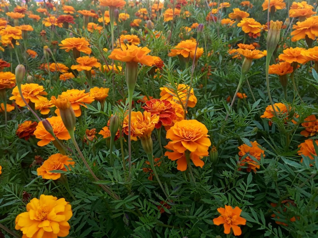 d&eacute;couvrez les avantages d'un bac &agrave; jardiner sur&eacute;lev&eacute; pour cultiver facilement vos l&eacute;gumes et plantes, tout en optimisant l'espace et le confort de jardinage.