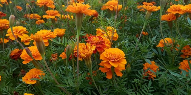 découvrez les avantages d'un bac à jardiner surélevé pour cultiver facilement vos légumes et plantes, tout en optimisant l'espace et le confort de jardinage.
