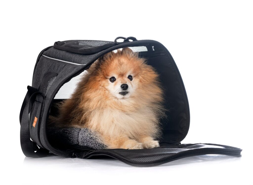 Petit chien installé dans un sac de transport adapté pour un trajet serein.